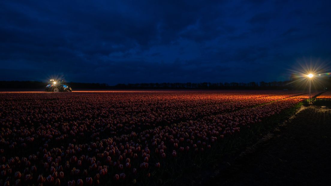 Tulpenpracht bij Nacht