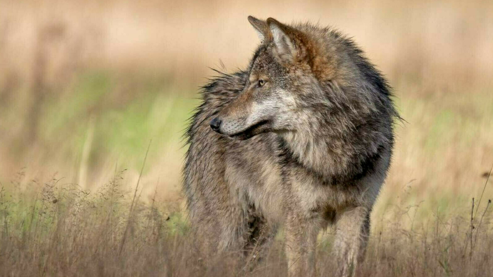 Drenthe heeft een 'probleemwolf', provincie wil dier afschieten