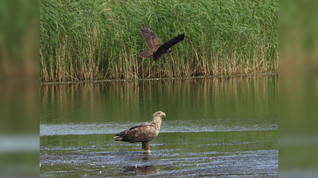 Zeearend en bruine kiekendief