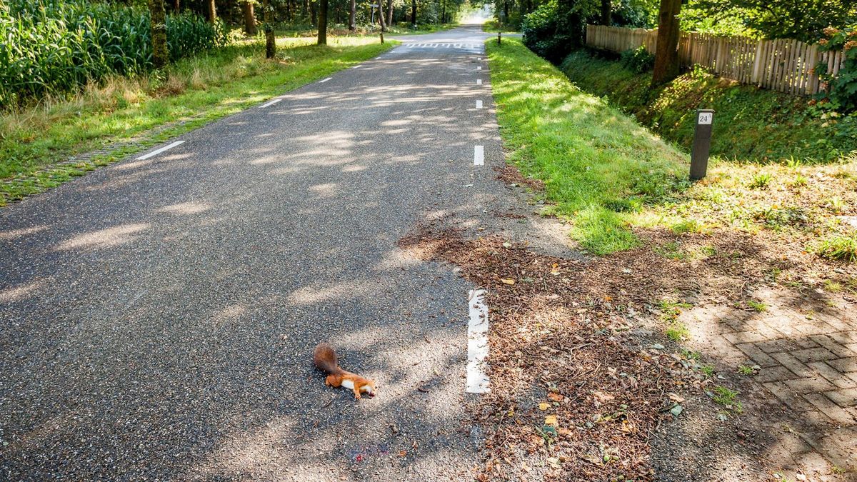 Zomerstorm Bentelo: blikseminslag, afgewaaide takken én eekhoorn uit boom gevallen