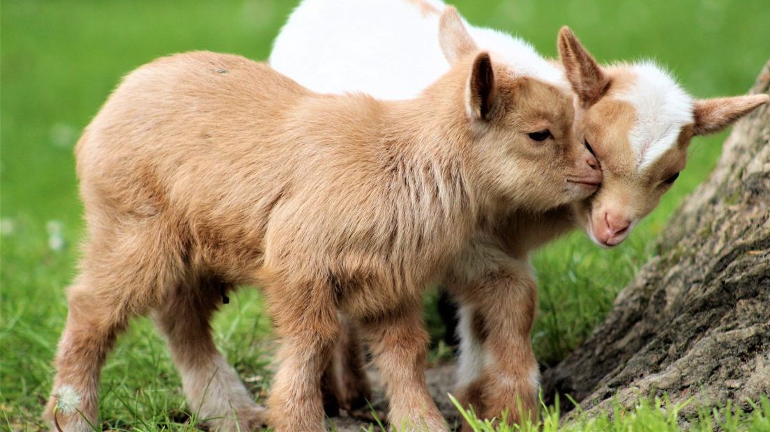 Kinderboerderij De Klepperhoeve krijgt meer subsidie