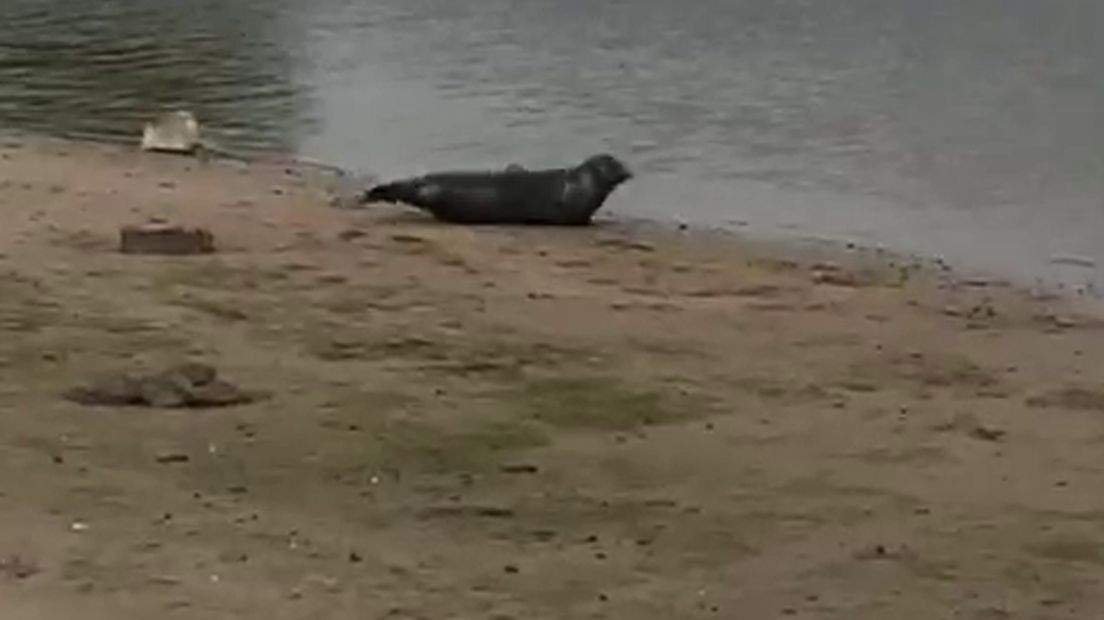 Screenshot uit video van zeehond in Lek bij Vianen