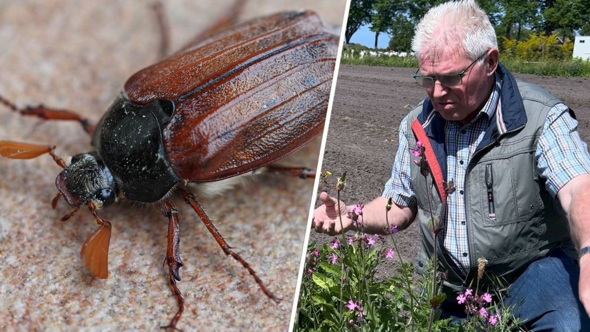 Jan Bent runt een groencentrum in Winterswijk en de meikevers laten hem niet met rust.