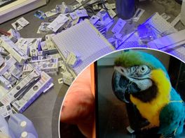 Dode muizen en een gestreste papegaai: ravage is groot bij geramde dierenwinkel in Axel