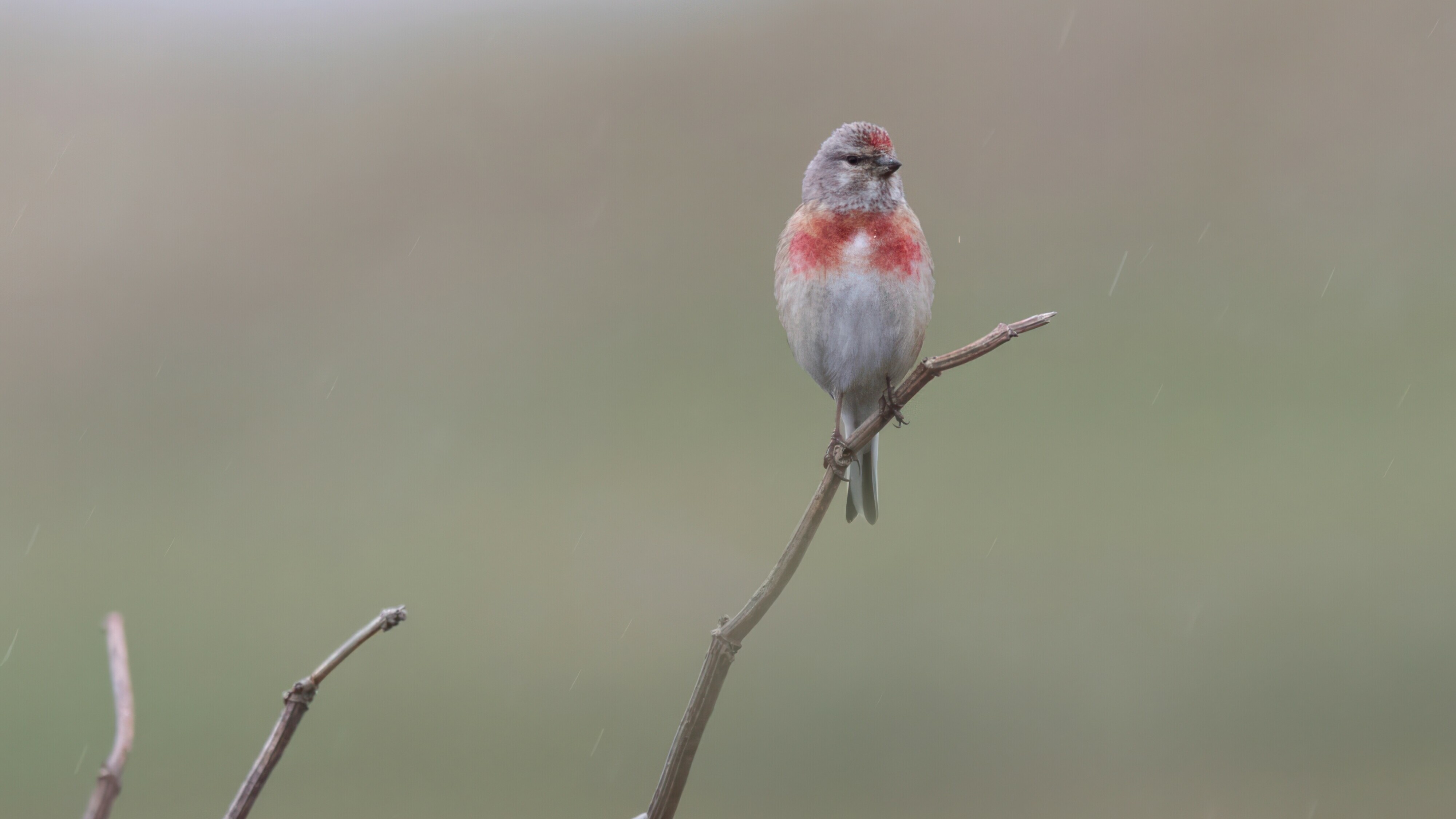 Kneu pikt een graantje mee op de natuur-akker van het Doldersummerveld