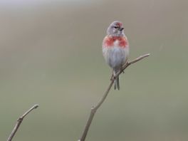 Kneu pikt een graantje mee op de natuur-akker van het Doldersummerveld
