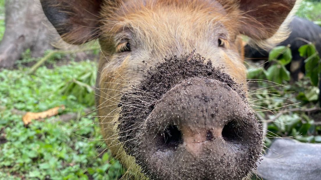 De bosvarkens worden de komende tijd extra in de gaten gehouden