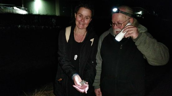 Met een hoofdlamp op door Kats om padden te redden: 'Uit liefde voor de dieren' Nieuws