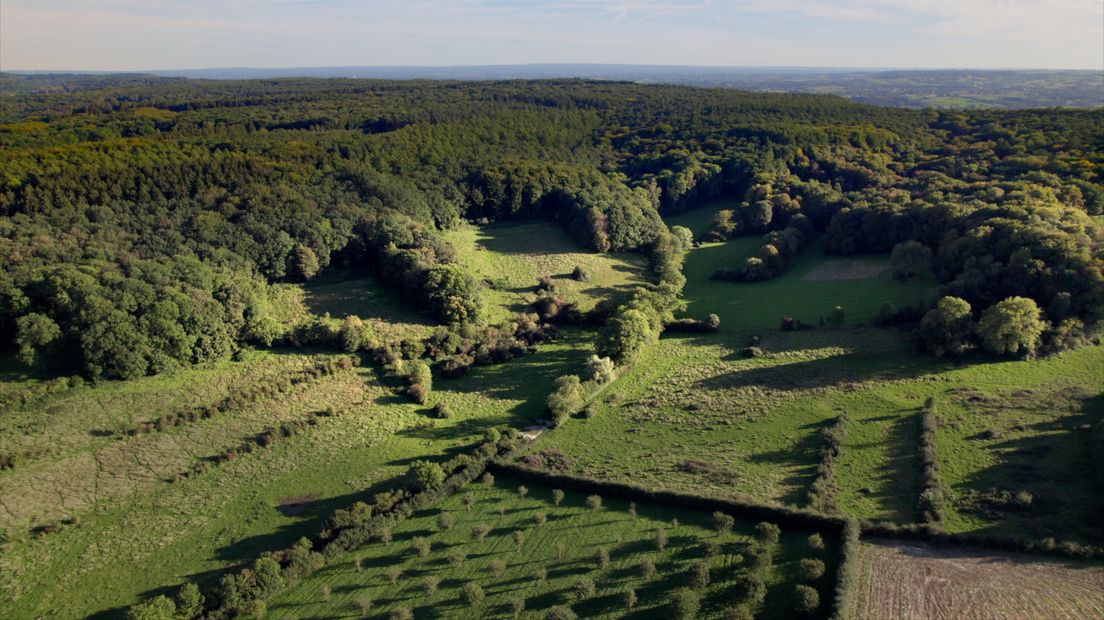 Limburg Doc: Eeuwige bossen
