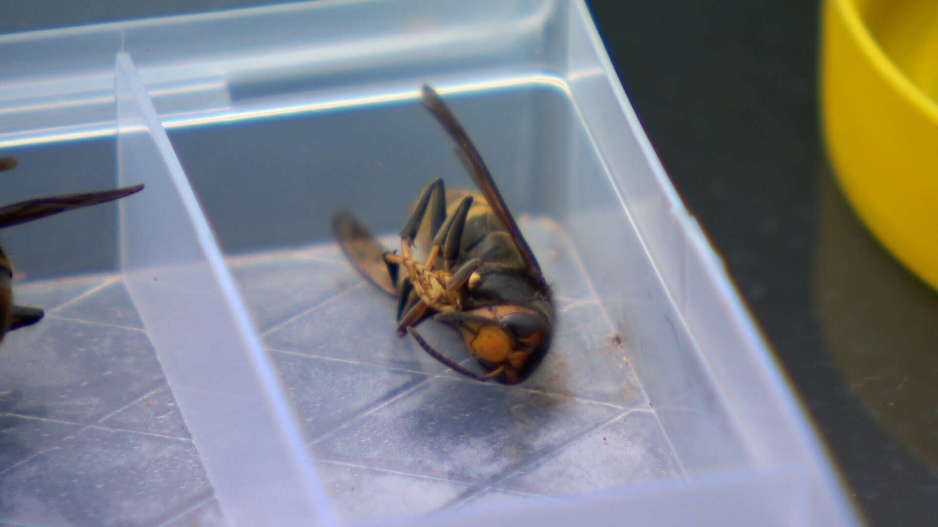 Aantal gevangen Aziatische hoornaars in Zeeuws-Vlaanderen fors gestegen: 'Nu vangen, anders is het te laat'