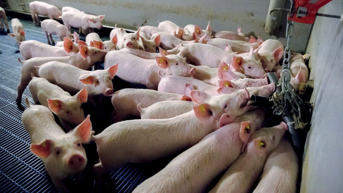 Varkensveehouderij in Geersdijk mag ondanks petitie uitbreiden tot 6.000 varkens