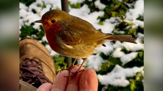 Hoe gaat het met Pruttel, de bekendste roodborst van Nederland?