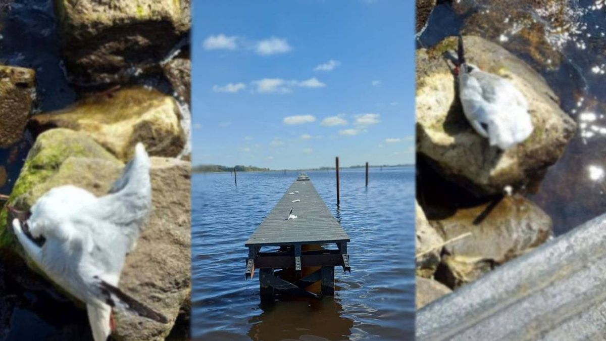 Rijkswaterstaat laat onderzoek doen naar dode meeuwen Zwarte Meer