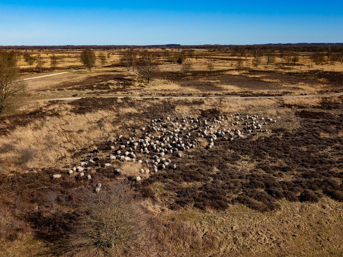 Herder grijpt in bij wolf op Balloërveld: 'Hondsbrutaal, totaal niet schuw'