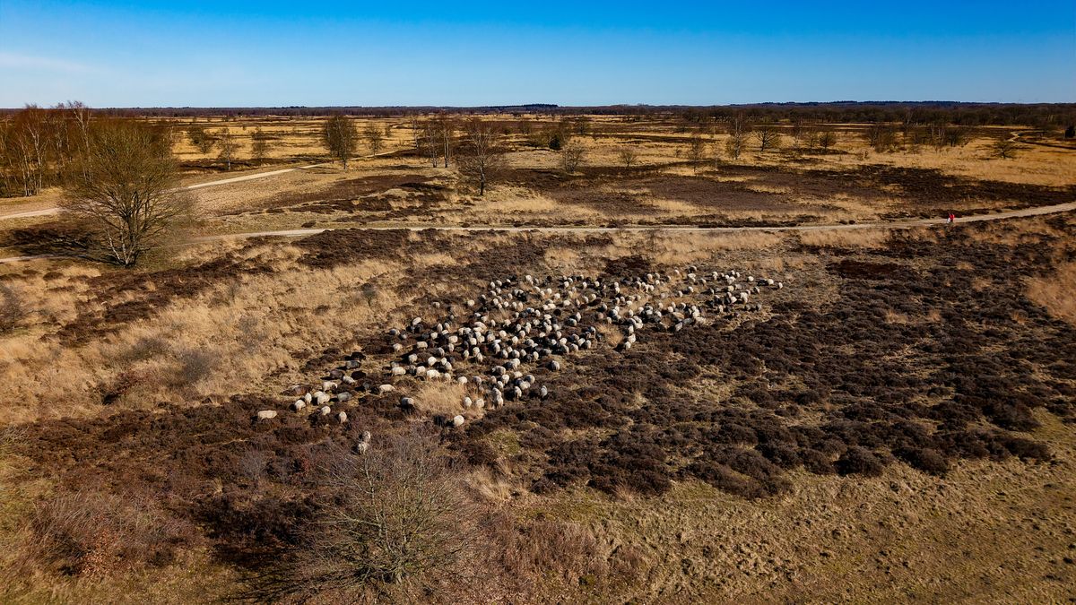 Herder grijpt in bij wolf op Balloërveld: 'Hondsbrutaal, totaal niet schuw'
