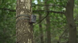 Wildcamera op landgoed Rheebruggen