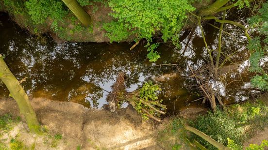 Dit is waarom hier bomen in de beek liggen