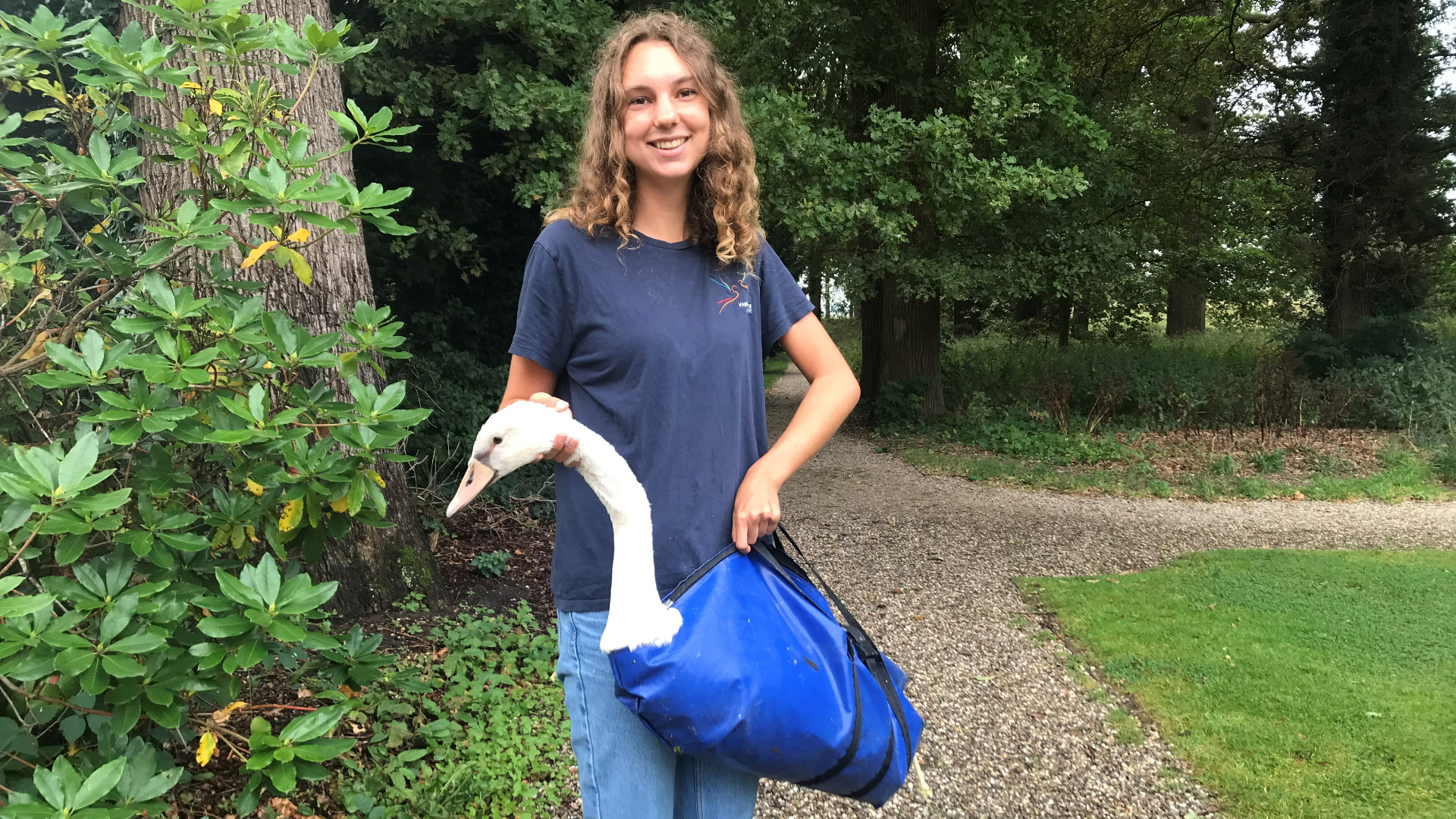 Zwaan na redding terug bij kasteel Amerongen