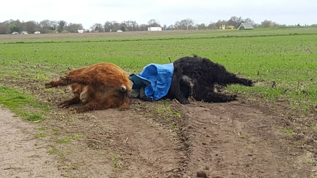 Dode Schotse Hooglanders in Enschede