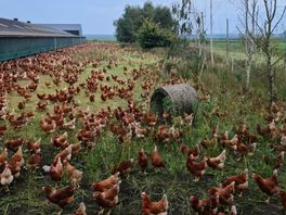 Ophokplicht voor pluimvee opgeheven, ook in Drenthe