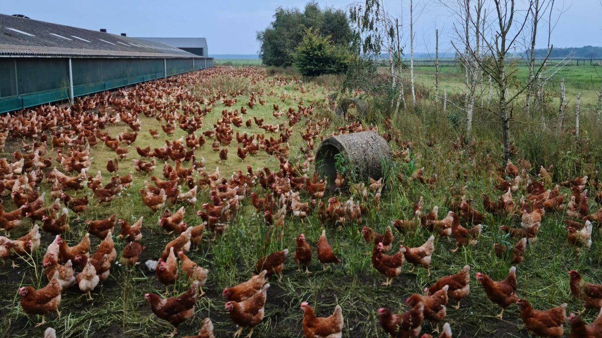 Ophokplicht voor pluimvee opgeheven, ook in Drenthe