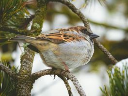 De huismus in Chris Natuurlijk van 20 januari