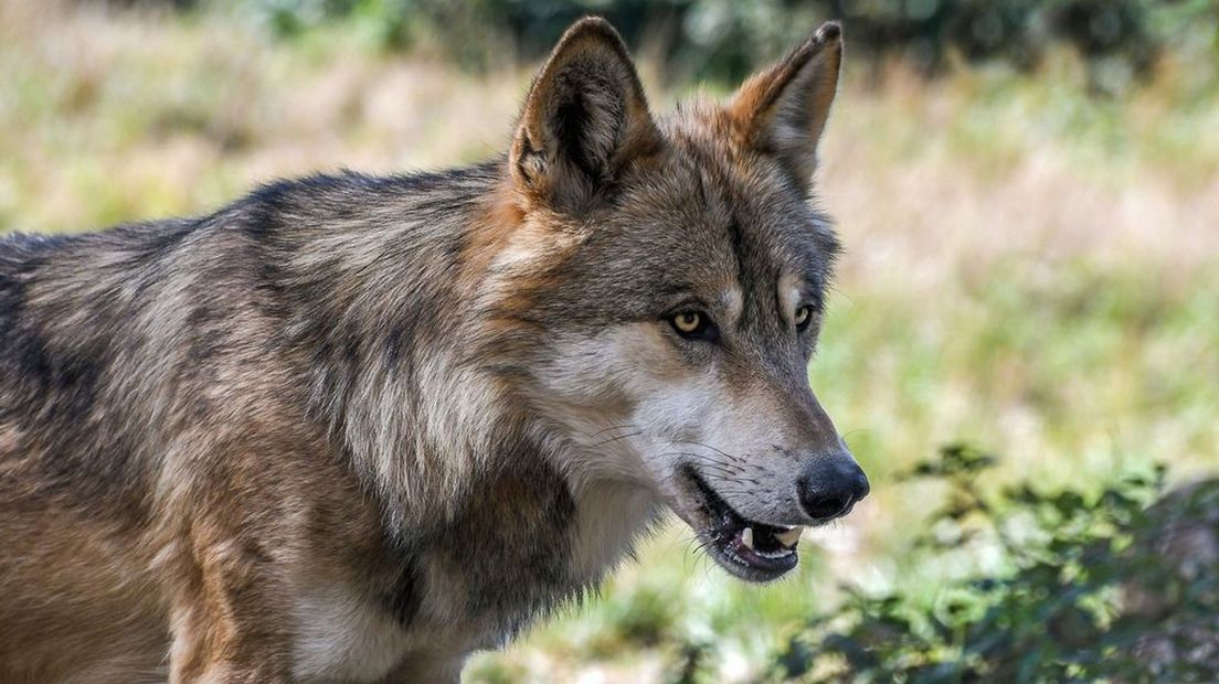 Een foto van een wolf ter illustratie.