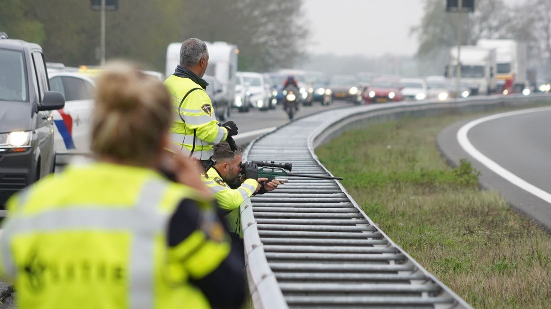De wolf wordt met een geweer verdoofd