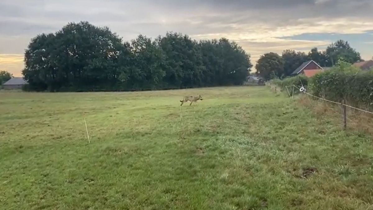 Wolf overdag gezien in weilanden rond Swolgen