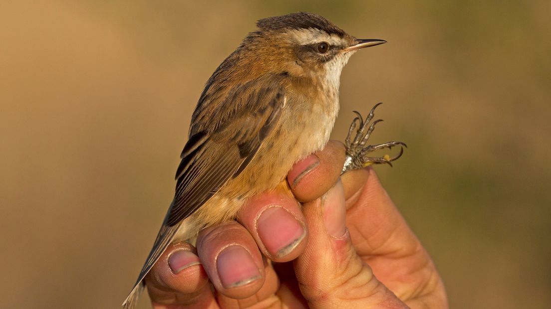 Gelderse vogelspotters hebben deze dagen maar één doel: het spotten van de zingende zwartkoprietzanger. Afgelopen donderdag werd het beestje gehoord in de buurt van de Thornsche Molen in de Ooijpolder.