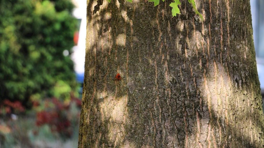 In een boom aan de Auskamplanden werden een of meerdere kogels ontdekt