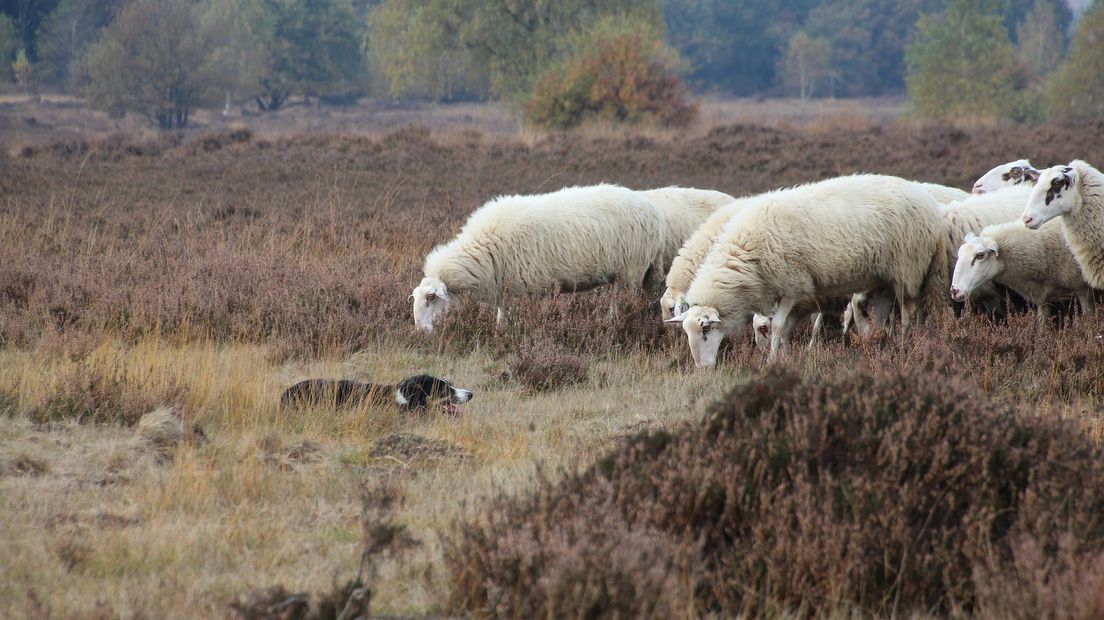 De schaapskudde bij Ermelo