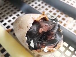 De eieren werden bij smokkelaars ontdekt op Schiphol.