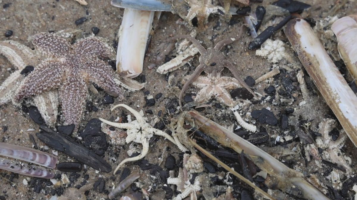 Heel veel zeesterren op het strand