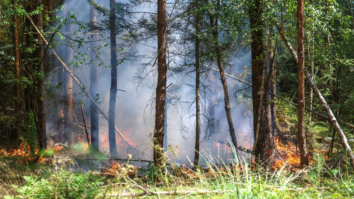 Korte tijd brand in bos bij Beetsterzwaag