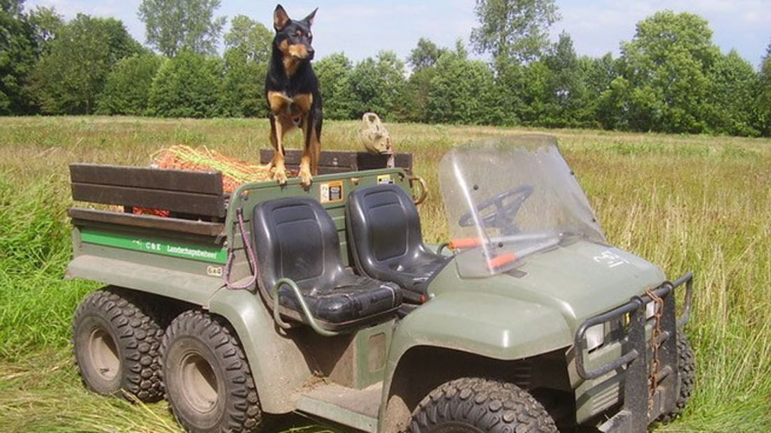 De gestolen wagen.