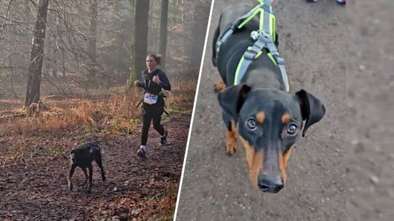 Dit hardloopevenement draait niet om snelheid, maar om je hond