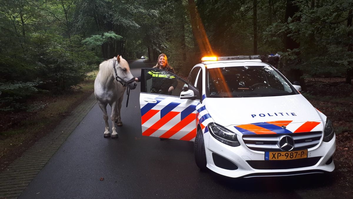 Paard met wagen slaat op hol bij Boomkroonpad, vrouw gewond