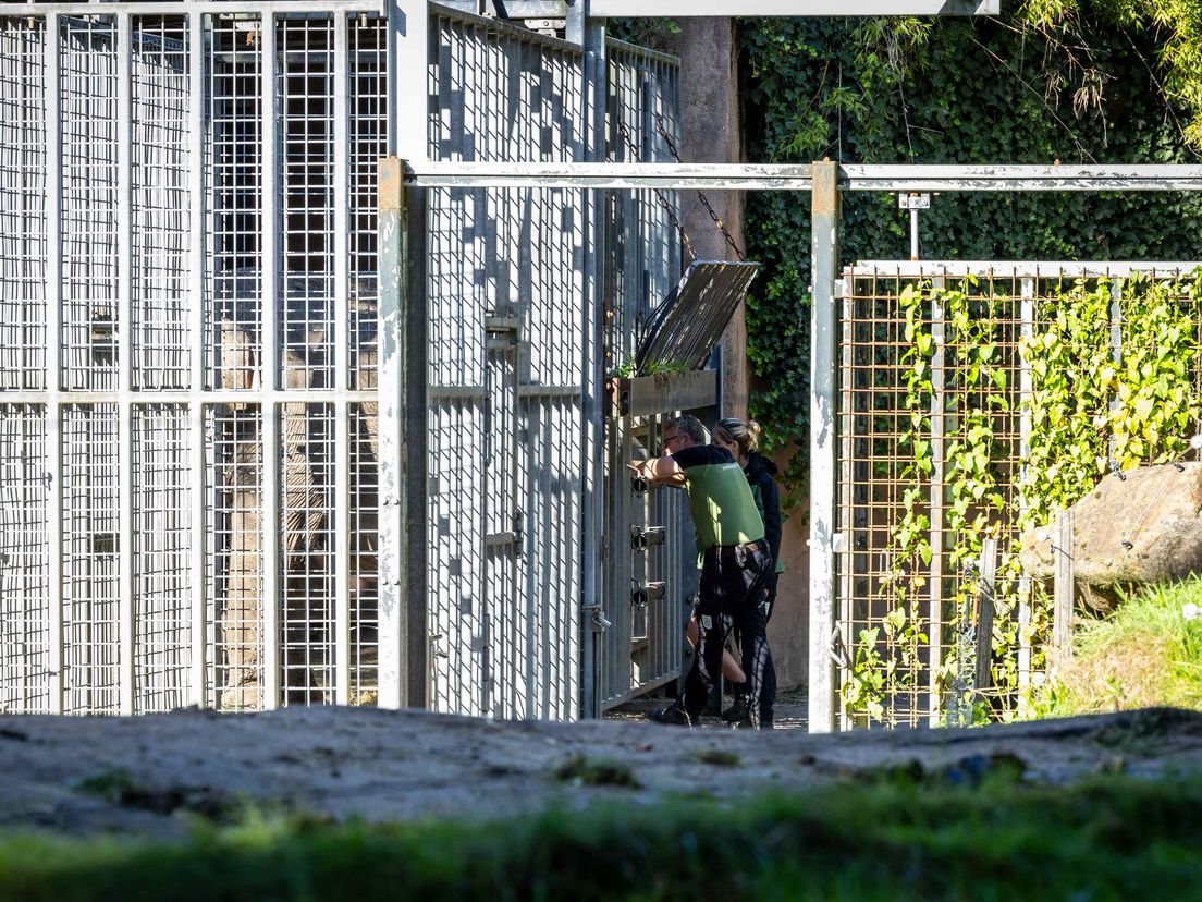 Verzorgers van de olifanten nemen afscheid van Irma, zondagmiddag bij het buitenverblijf in Diergaarde Blijdorp