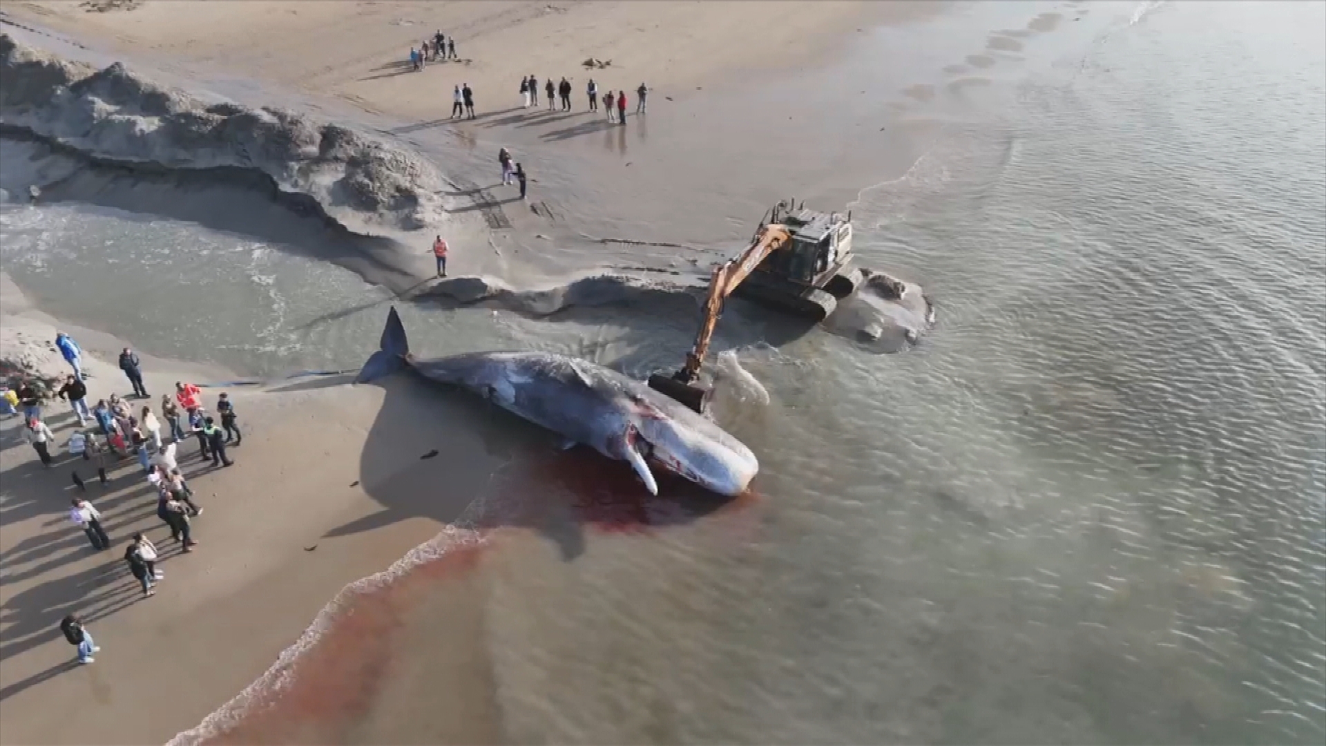 Teruggesleepte potvis in Renesse trekt veel bekijks: 'Echt heel gaaf om te zien'