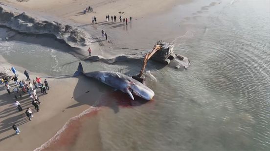 Teruggesleepte potvis in Renesse trekt veel bekijks: 'Echt heel gaaf om te zien' Nieuws