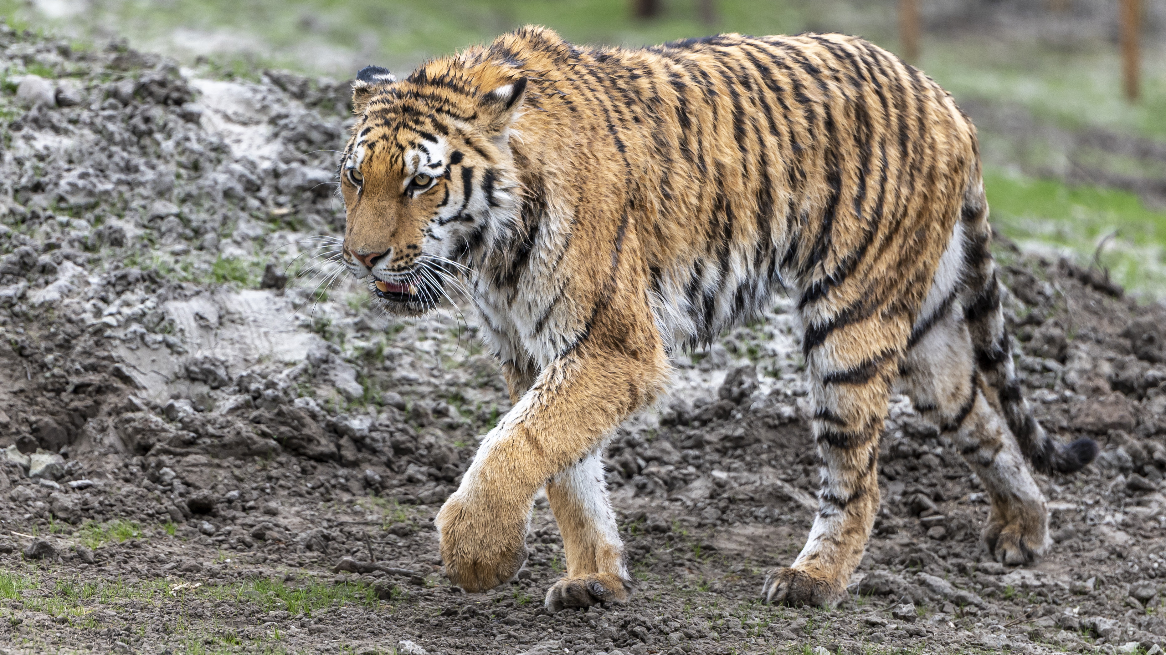 Fertrietlik nijs út AquaZoo: Amoertiger Vadim is deagien