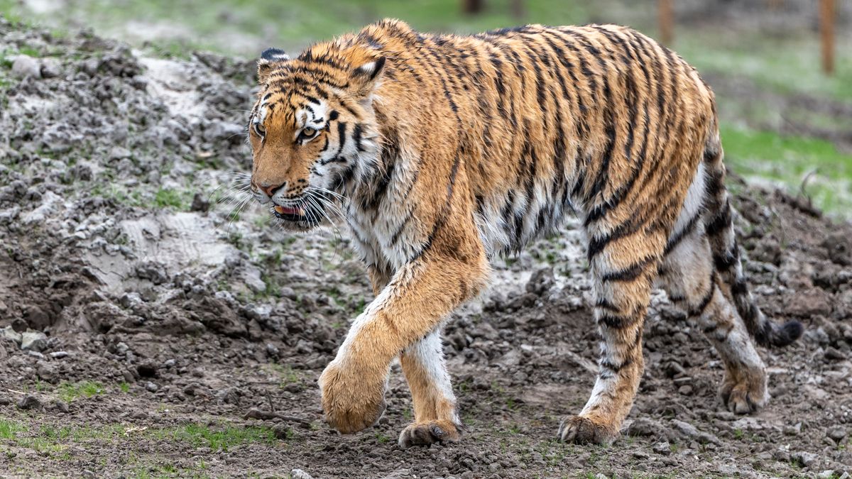 Verdrietig nieuws uit AquaZoo: Amoertijger Vadim is doodgegaan