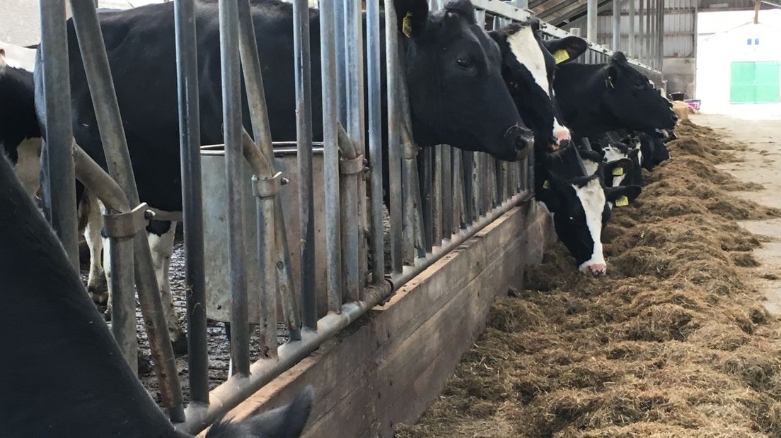 Zolang het gras niet goed groeit blijven de koeien van boer Martens binnen.
(Rechten: RTV Drenthe/Marjolein Lauret)
