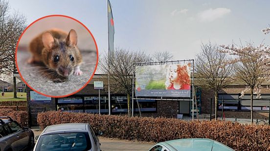 Na kinderopvang nu ook basisschool in Enschede gesloten door 'muizenactiviteit' Home