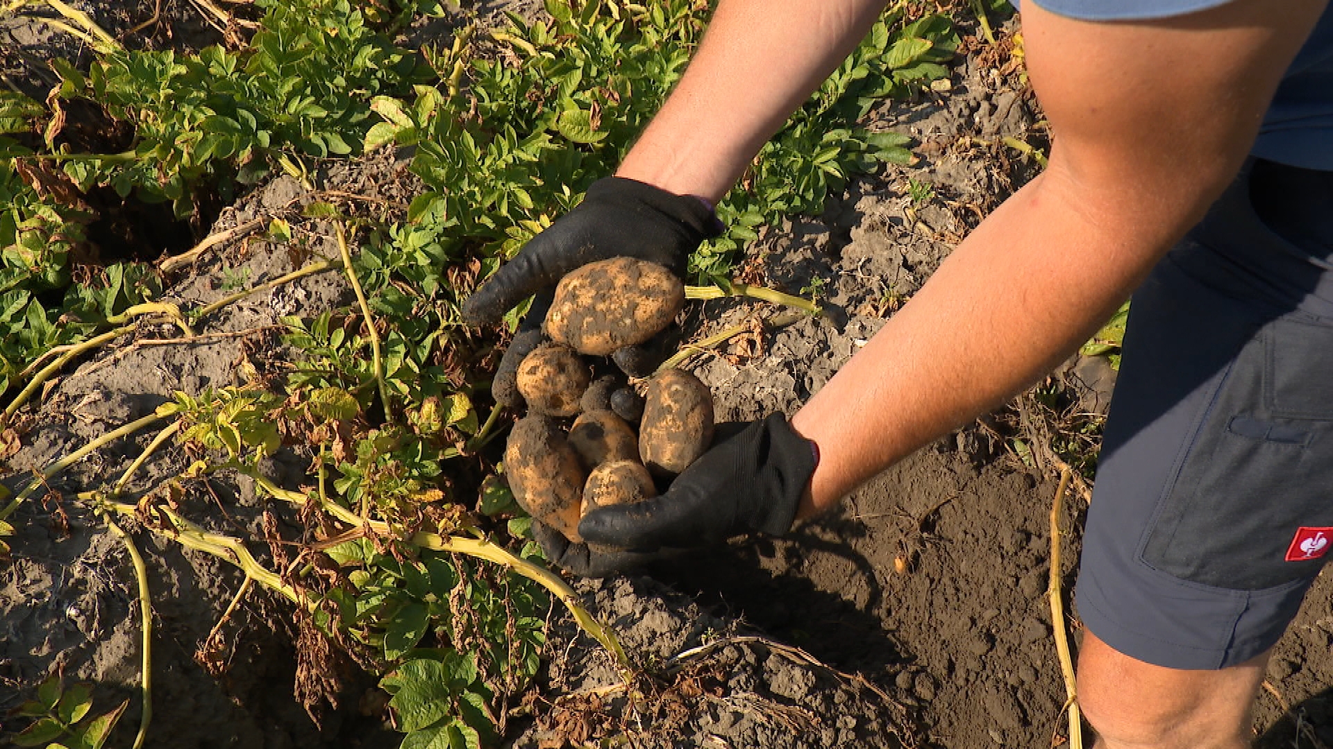 Gevolgen droogte: 'Ik verwacht echt een dramatisch lage aardappeloogst'