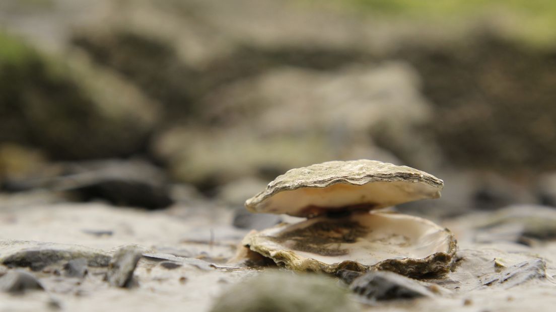 Oesterschelp in Nationaal Park Oosterschelde.