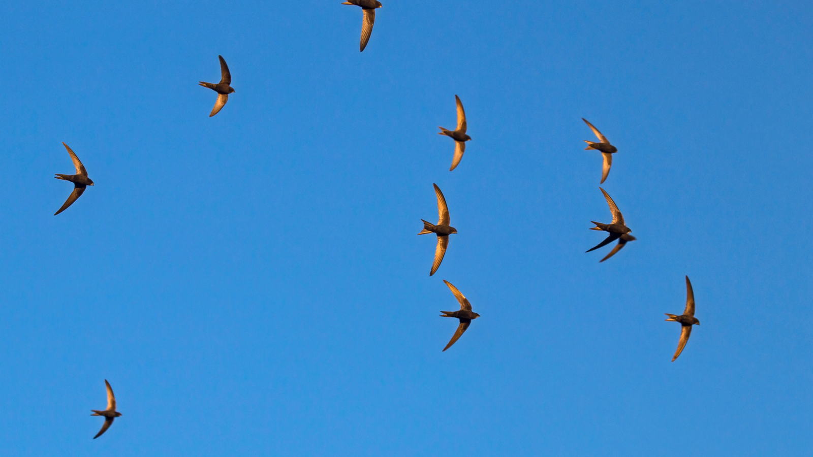 Eten, slapen, seks: deze honderd-dagen-vogel doet alles in de lucht en is weer terug