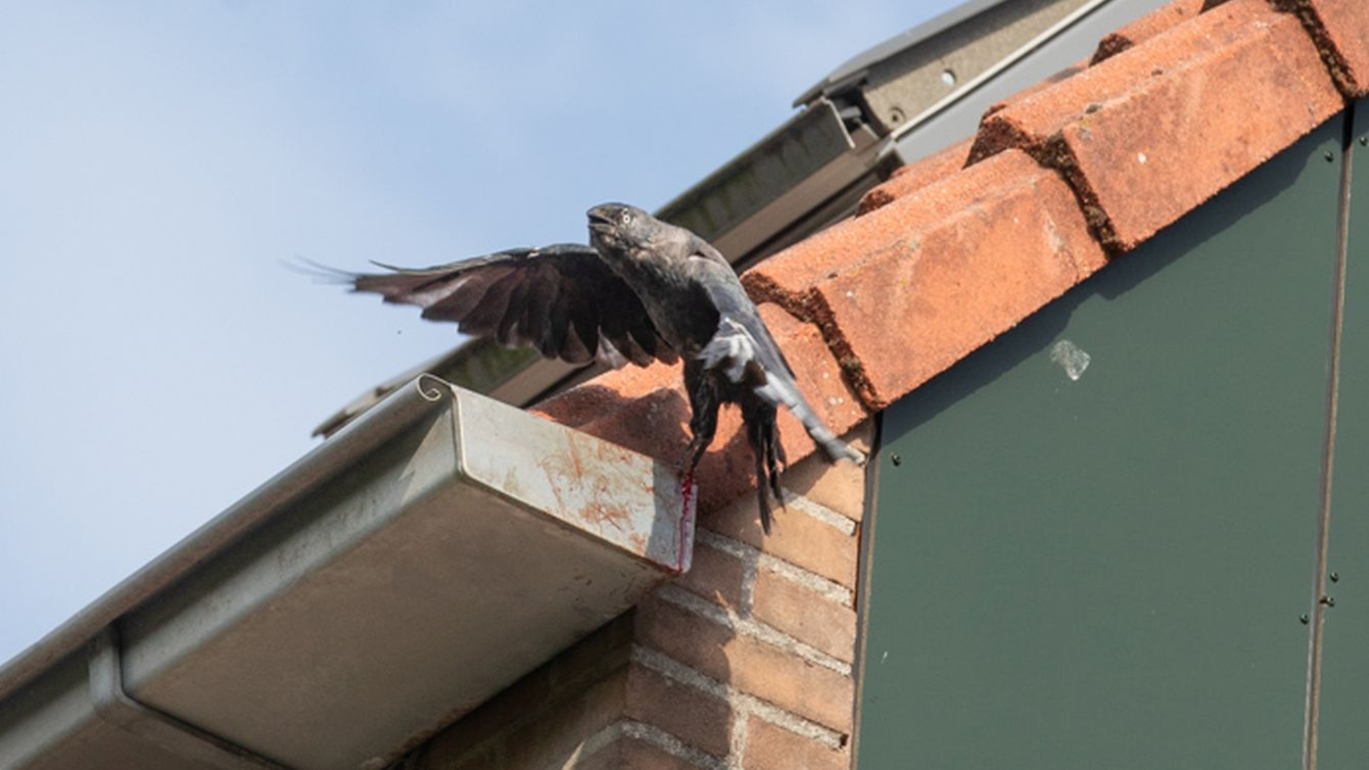 Ongeluksvogel beleeft bloederig avontuur in Baarnse dakgoot.