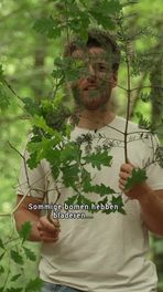 Waarom hebben bomen naalden?